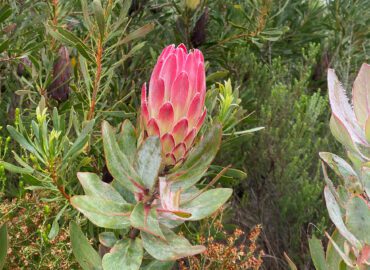 Uthingo-event-by-JOMM-Background